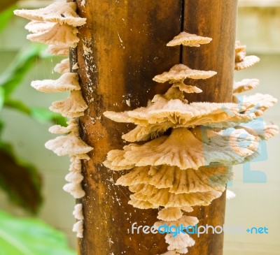 Fungi On Dry Bamboo Stock Photo