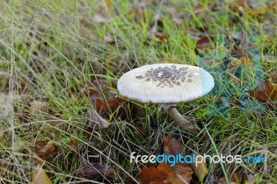 Fungus Stock Photo