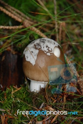 Fungus On A Toadstool Stock Photo