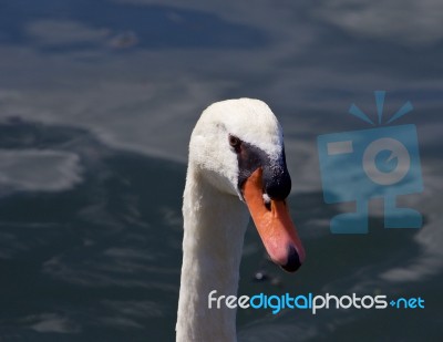 Funny Close-up Of A Mute Swan Stock Photo