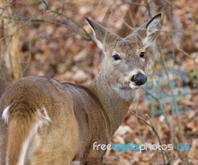 Funny Closeup Of The Unsure Deer Stock Photo