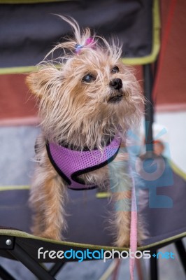 Funny Clothed Looking Small Dog Stock Photo