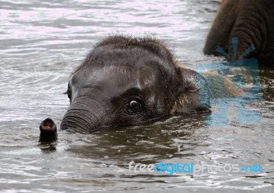 Funny Cute Beautiful Elephant Stock Photo