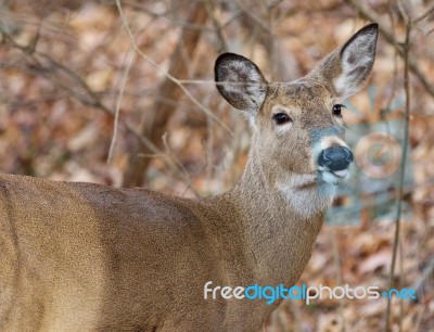 Funny Cute Deer Is Showing Her Tongue Stock Photo