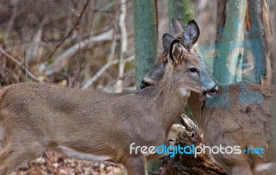 Funny Cute Pair Of Deers Stock Photo