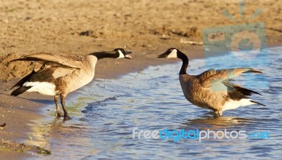 Funny Expressive Talk Between Two Canada Geese Stock Photo