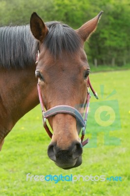 Funny Horse Stock Photo