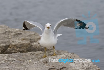 Funny Image With The Gull On The Shore Stock Photo