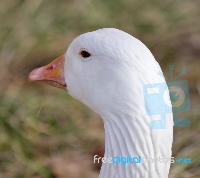 Funny Isolated Photo With A Sleepy Snow Goose On The Grass Field… Stock Photo