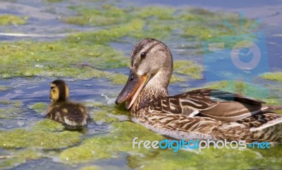 Funny Mother-duck And Her Chick Stock Photo