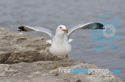 Funny Photo Of The Amazed Gull On The Shore Stock Photo