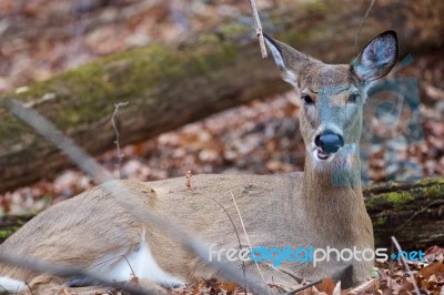 Funny Photo Of The Deer Eating Something Stock Photo