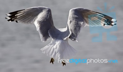 Funny Photo Of The Gull From The Back Stock Photo