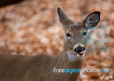 Funny Picture Of The Cute Deer With The Tongue Stock Photo