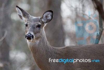 Funny Picture With A Cute Deer Stock Photo