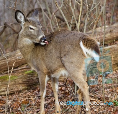 Funny Picture With A Deer In The Forest Stock Photo