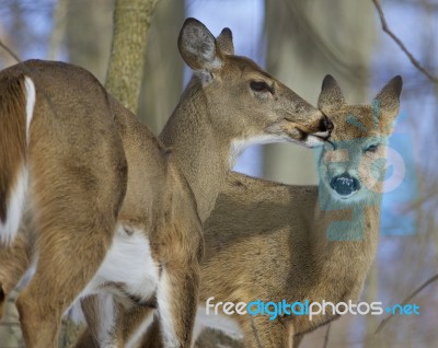 Funny Picture With A Pair Of The Cute Wild Deers Licking Each Other Stock Photo