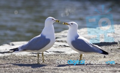 Funny Picture With The Gulls In Love Stock Photo