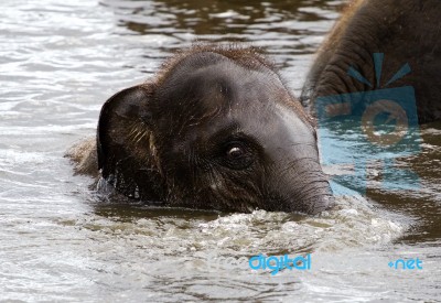 Funny Portrait Of A Swimming Elephant Stock Photo