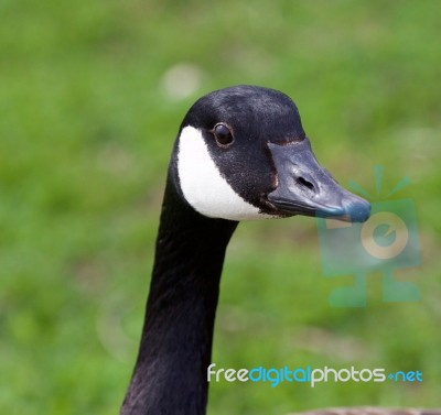 Funny Portrait Of The Canada Goose Stock Photo