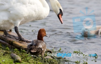 Funny Redhead Duck In The Company Of The Swans Stock Photo