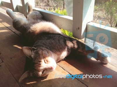 Funny Sleeping Cat Stock Photo