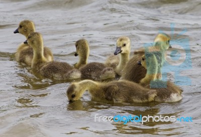 Funny Swimming Stock Photo