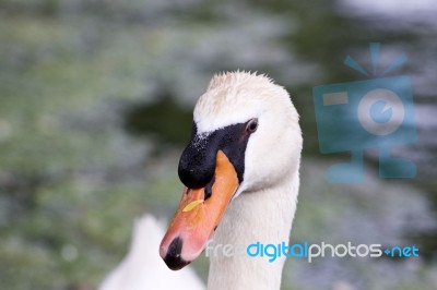 Funny Thoughtful Swan Close-up Stock Photo