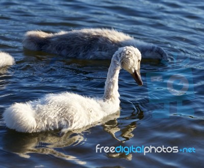 Funny Young Swan Is Swimming Stock Photo