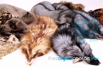 Fur Stock Photo