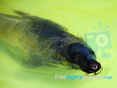 Fur Seal In City Zoo Stock Photo