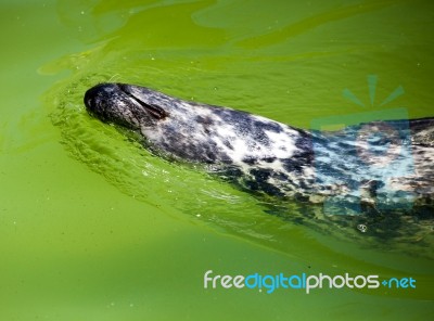 Fur Seal In City Zoo Stock Photo