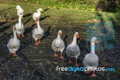 Gaggle Of Geese Walking Along The Riverbank Of The Great Ouse In… Stock Photo