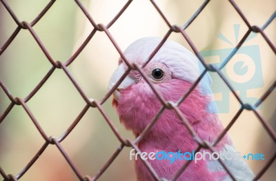 Galah Cockatoo Stock Photo