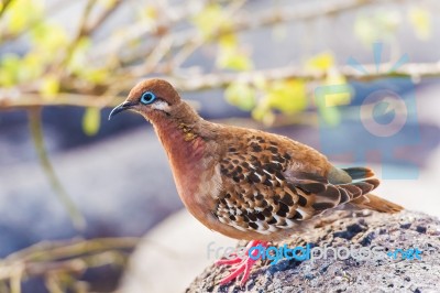 Galapagos Dove In Espanola Island Stock Photo