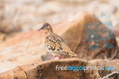 Galapagos Dove In Espanola Island Stock Photo