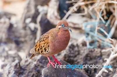 Galapagos Dove In Espanola Island Stock Photo