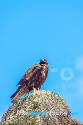 Galapagos Hawk Stock Photo