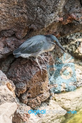 Galapagos Heron Stock Photo