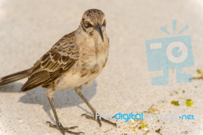 Galapagos Hood Mockingbird Stock Photo