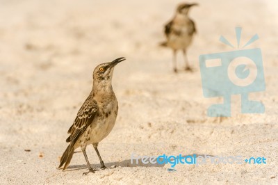 Galapagos Hood Mockingbird Stock Photo