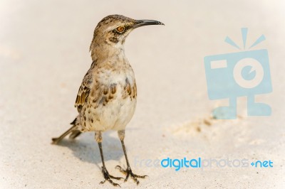 Galapagos Hood Mockingbirds Stock Photo