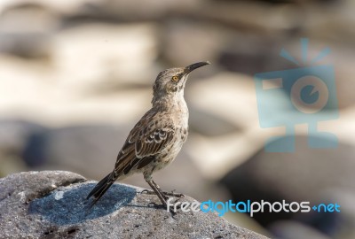 Galapagos Hood Mockingbirds Stock Photo