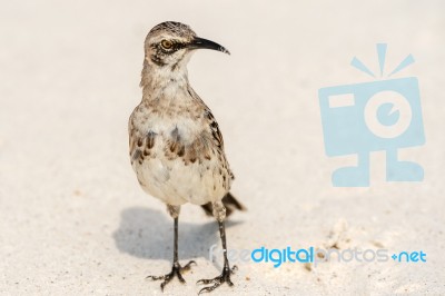 Galapagos Hood Mockingbirds Stock Photo