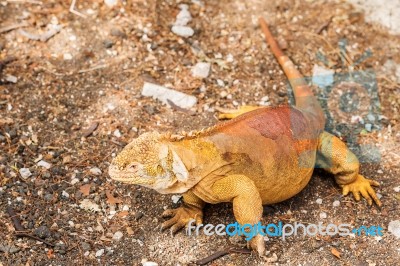 Galapagos Land Iguana Stock Photo