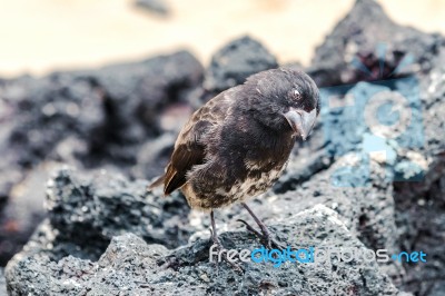 Galapagos Medium-ground Finch (geospiza Fortis)  In Santa Cruz, Stock Photo