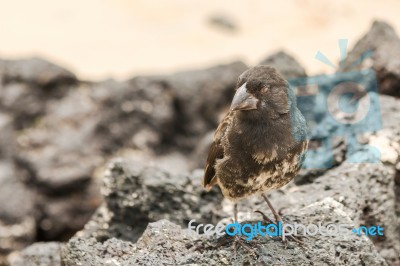 Galapagos Medium-ground Finch (geospiza Fortis)  In Santa Cruz, Stock Photo