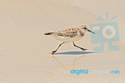 Galapagos Mockingbird In Santa Cruz Island Stock Photo