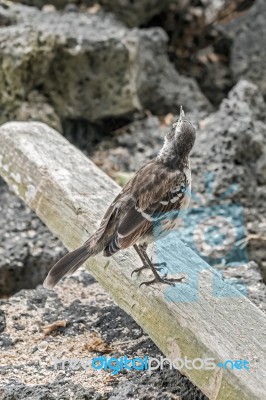 Galapagos Mockingbird In Santa Cruz Island Stock Photo