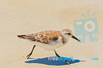 Galapagos Mockingbird In Santa Cruz Island Stock Photo